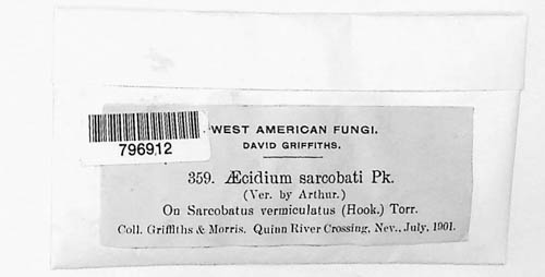 Aecidium sarcobati image